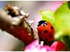 Springwatch: Ladybird