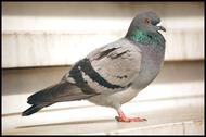 Pigeon