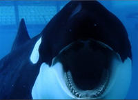 Blackfish