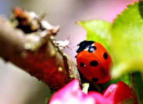 Springwatch: Ladybird